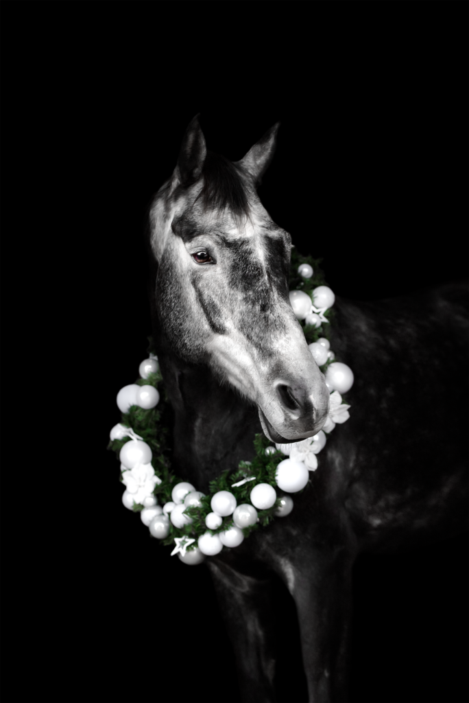 Tess-art Studiofotografie graues Pferd mit weissem Weihnachtskranz um den Hals