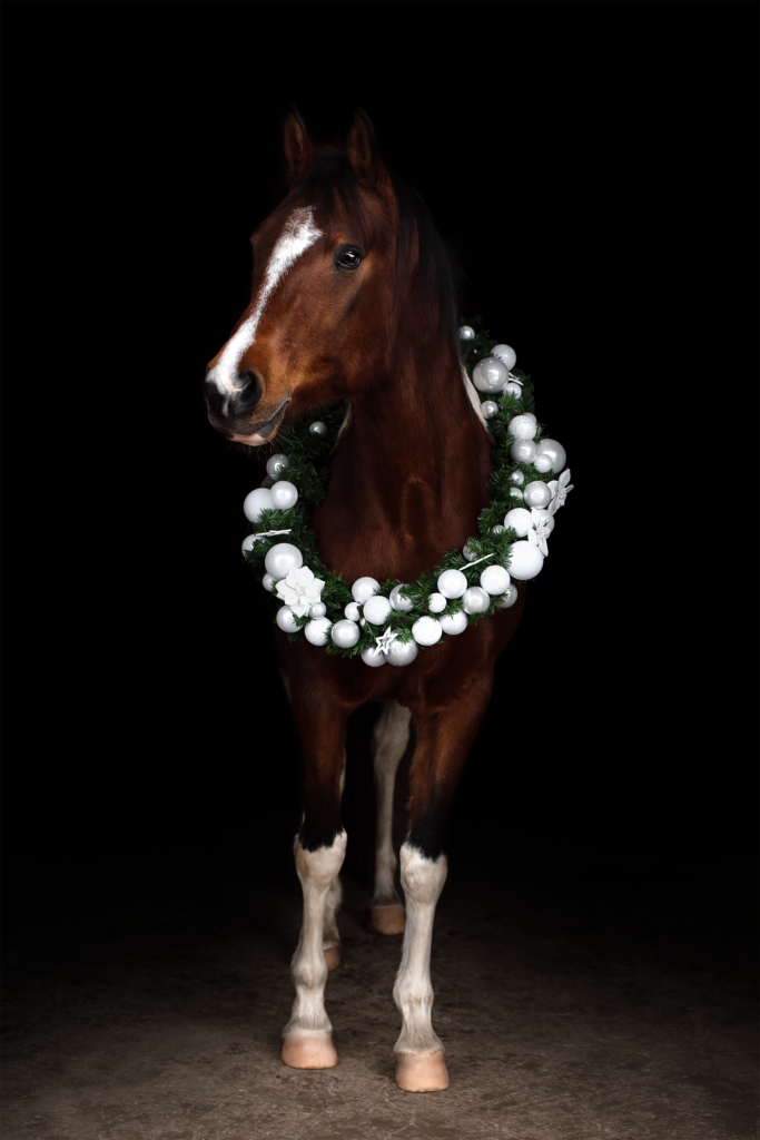 Tess-art Studiofotografie braun-weisses Araberpferd mit weissem Weihnachtskranz um den Hals