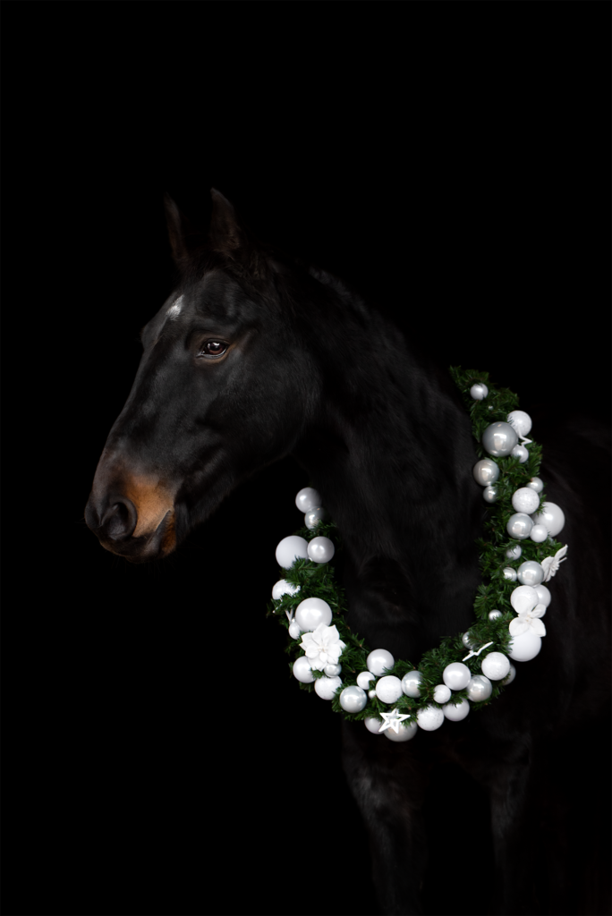 Tess-art Studiofotografie schwarzes Pferd mit weissem Weihnachtskranz um den Hals