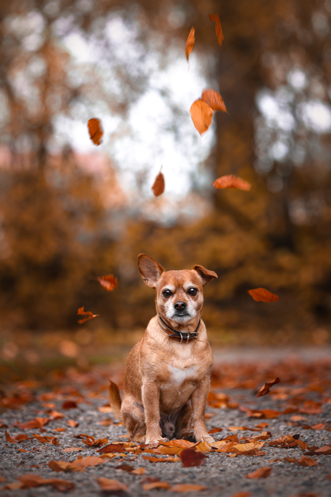 Tess-art Hundefotografie Hund auf Kies sitzt unter orangen fallenden Blättern