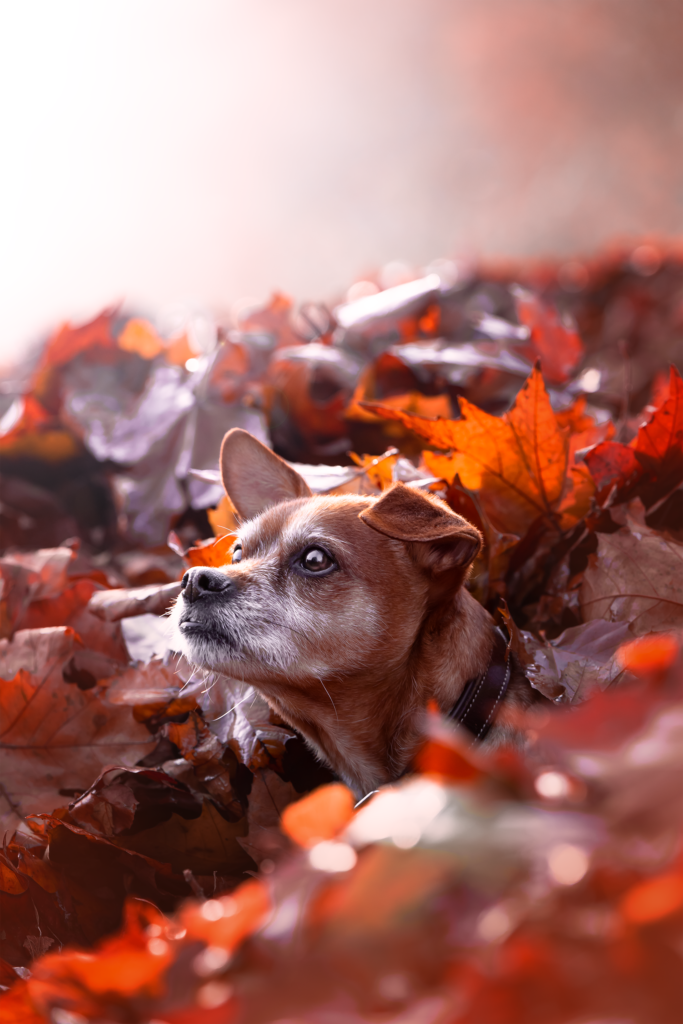 Tess-art Hundefotografie Hund im roten Laub