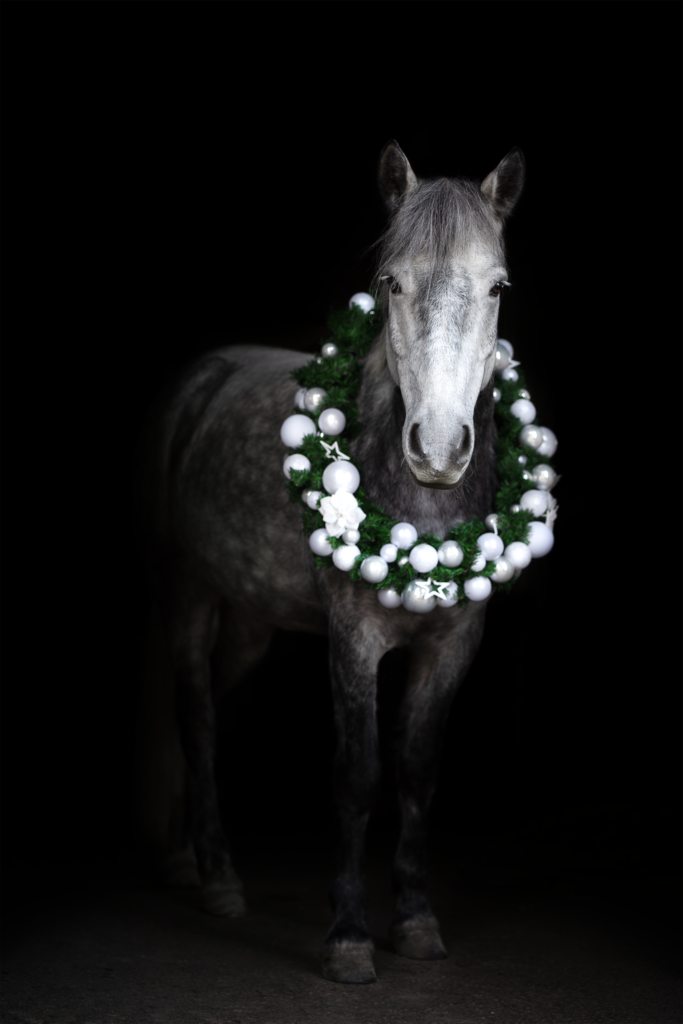 Tess-art Studiofotografie Schimmel-Pferd mit Weihnachtskranz um den Hals